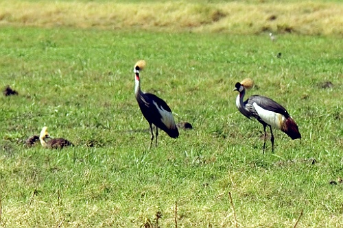Kenia (162)